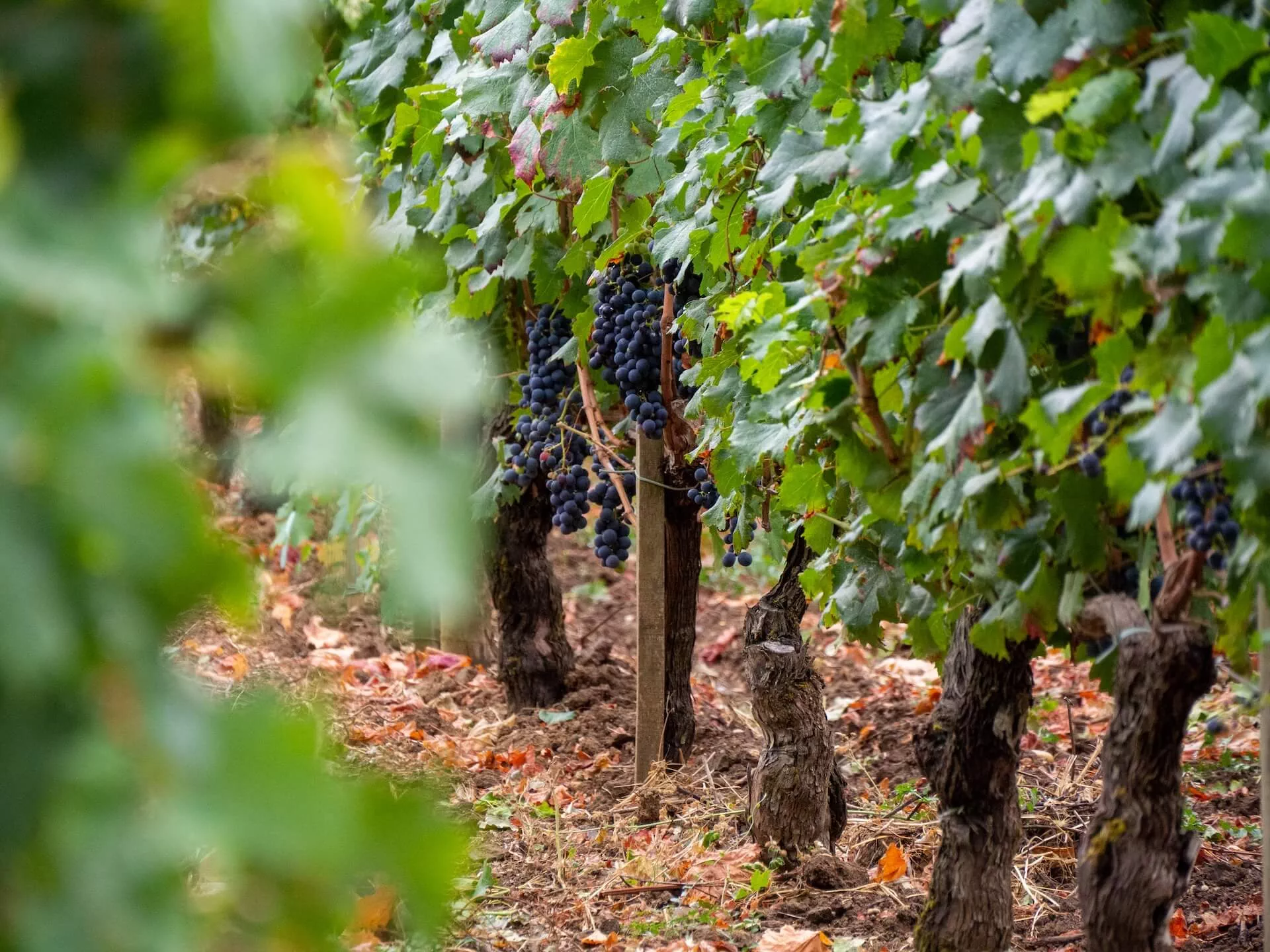 Vineyard near Bordeaux